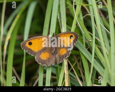 Female Gatekeeper Butterfly Resting on Grass Stock Photo