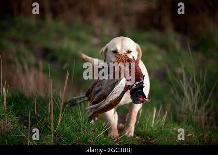 Golden Retriever with pheasant Stock Photo