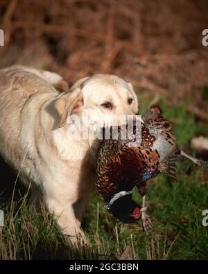 Golden Retriever with pheasant Stock Photo