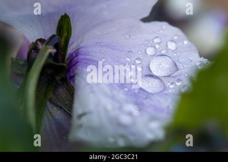 raindrops on flower Stock Photo