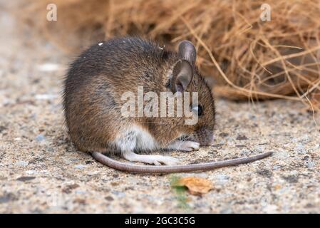 Mouse Stock Photo