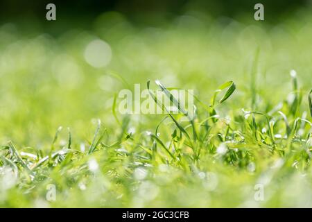 raindrops on grass Stock Photo