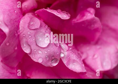 raindrops on flower Stock Photo