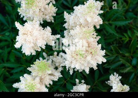 Astilbe Japonica white flowering plant, view from above Stock Photo