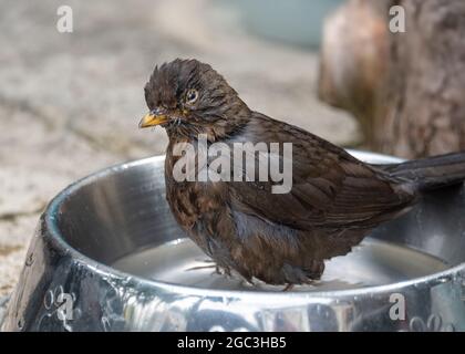 Blackbird bathing Stock Photo