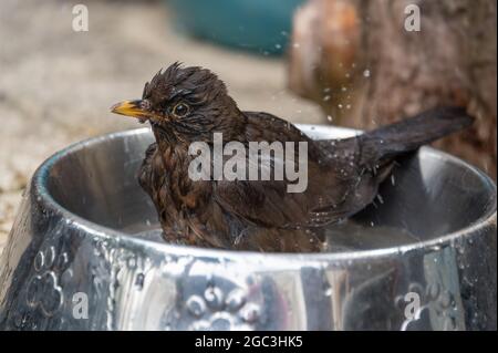 Blackbird bathing Stock Photo