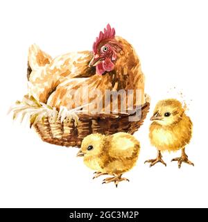 Hen on a nest and two small yellow fluffy Chicks, Hand drawn watercolor illustration isolated on white background Stock Photo