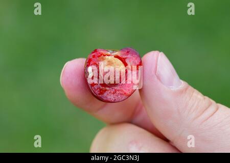 Rhagoletis cerasi is a species of tephritid fruit fly known by the common name cherry fruit fly. It is a major pest of cherry orchard in Europe. Stock Photo