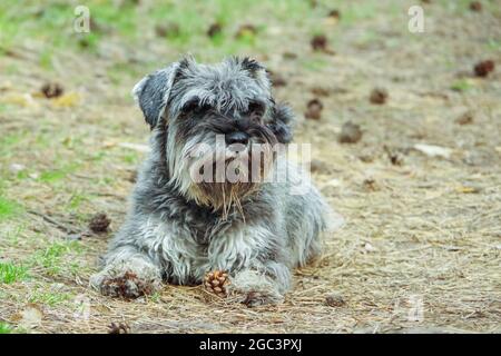 Friendly schnauzer dog lying on the ground in a green forest during a beautiful sunny autumn day. Photo with nice shadows. Team practice Stock Photo