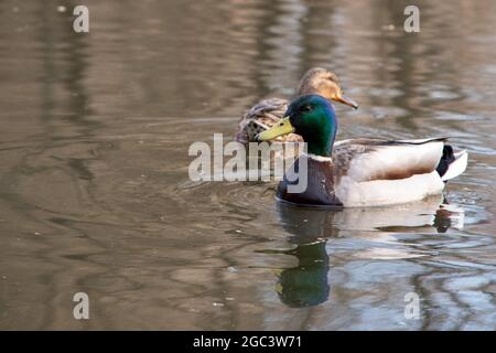 A very beautiful multi-colored duck drake floating on the water, close-up, followed by a blurred focus second duck. Stock Photo