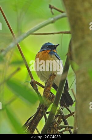 Hill Blue-flycatcher (Cyornis banyumas whitei) adult male perched on broken branch Kaeng Krachan NP, Thailand            February Stock Photo