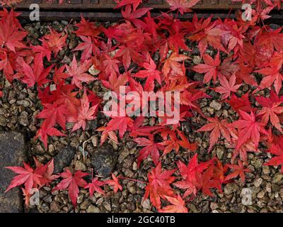 distinctive red leaves of Japanese Maple (Acer palmatum) in Autumn lying where they fall on gravel beside a metal manhole cover in Cumbria England UK Stock Photo