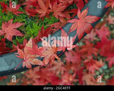 distinctive red leaves of Japanese Maple (Acer palmatum) in Autumn lying where they fall on the black rim of circular planter in Cumbria England UK Stock Photo
