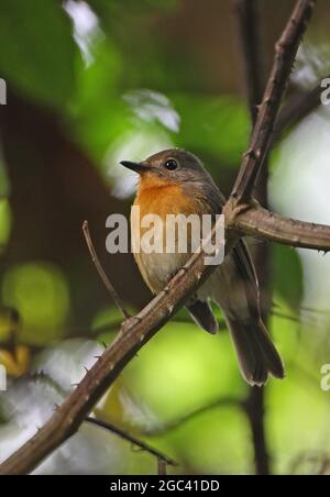 Hill Blue-flycatcher (Cyornis banyumas whitei) adult female perched on branch Kaeng Krachan NP, Thailand            November Stock Photo