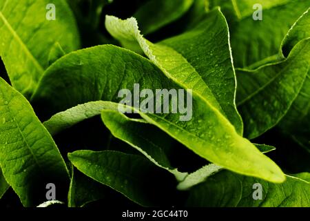 Green leaves of Inula Helenium - Elecampane - closeup Stock Photo