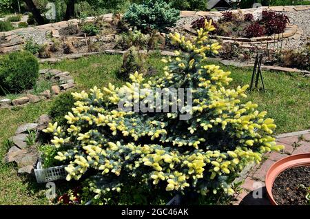 Prickly spruce Picea pungens Maigold with unusual beautiful golden fluffy needles of spring sprouts. Beautiful rare evergreen conifer for landscape de Stock Photo