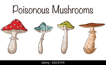 Poisonous Mushrooms Set. Collection of hand drawn poisonous mushrooms. Amanita, fungus, grebe, toadstool. Vector illustration for logo, prints, stickers, design and decoration. Premium Vector Stock Vector