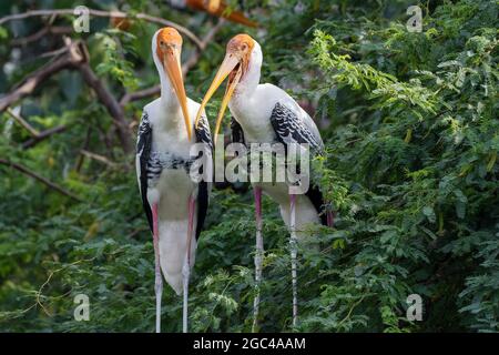 Closeup of two Mycterias in a garden under the sunlight with a blurry background Stock Photo