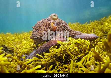 Octopus underwater in the ocean with algae, Bifurcaria bifurcata, Eastern Atlantic, Spain, Galicia Stock Photo