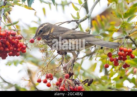 A redwing bird, Turdus iliacu, eating berries from a bush during Autumn season Stock Photo