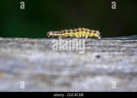 Closeup of a caterpillar or larva of a Orthosia cruda, the small Quaker moth feeding leaves in nature. Stock Photo