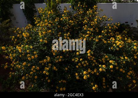 Lantana camara common lantana is a species of flowering Stock Photo