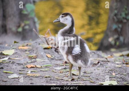 Egyptian goose baby in a park in Germany. Stock Photo