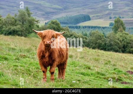Highland Cattle at the Balnefettach Estate, Cromdale, near Grantown-on-Spey, Speyside, Scotland Stock Photo