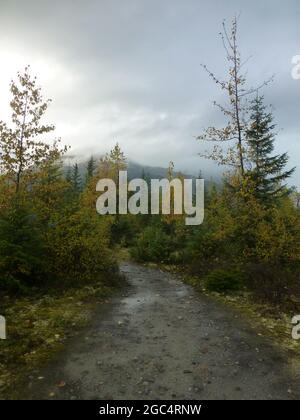 track in Alaska rain mist misty spooky black path gravel trees pine forest wet water bear bears lonely outside rain raining hill hills green boulders Stock Photo