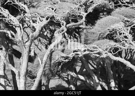 Tea trees in New Zealand Stock Photo