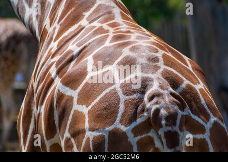 Rear, back view of a reticulated giraffe. Beautiful pigmented skin. Close up Stock Photo