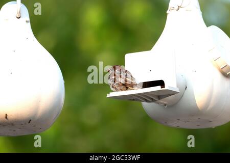 The house sparrow (Passer domesticus) . The sparrows occupy nests of swallows Stock Photo