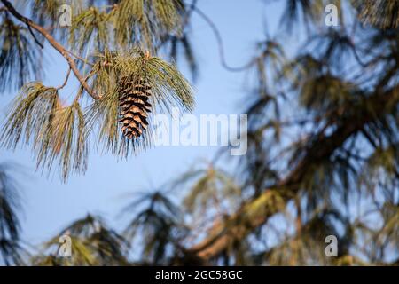 Picture of a pine cone on a tree outdoor. A conifer cone is an organ on plants in the division Pinophyta that contains the reproductive structures. Th Stock Photo