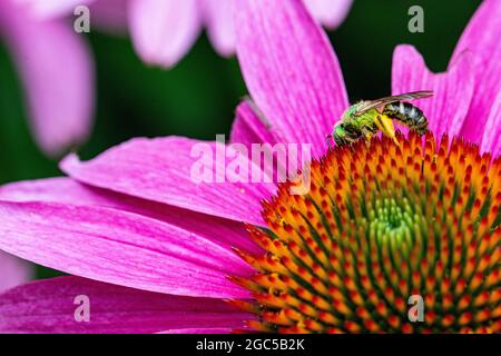 Bicolored Striped-Sweat bee (Agapostemon virescens) collecting yellow pollen on the flower disk of Purple Coneflower (Echinacea purpurea).  Closeup. Stock Photo