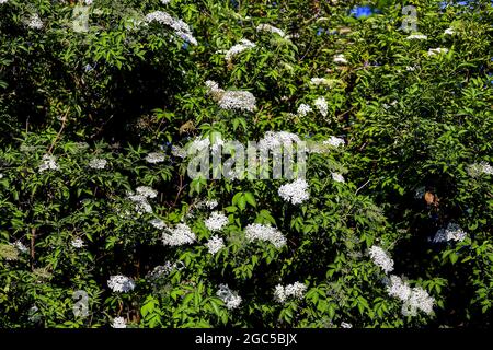 Elder bush: Dozens of white flowers of elderberry (Sambucus) in late spring Stock Photo
