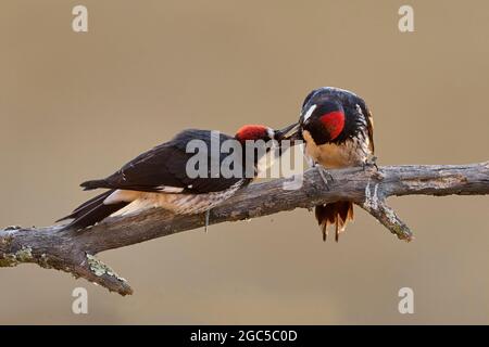 Immature (left) and adult female (right) Acorn Woodpecker (Melanerpes formicivorus) Sacramento County California USA Stock Photo