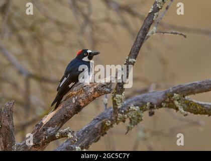 Adult female Acorn Woodpecker (Melanerpes formicivorus) Sacramento County California USA in typical habitat. Stock Photo