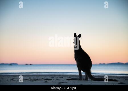 Silhouette of a kangaroo looking out to the ocean with the colours of dawn behind it. Stock Photo