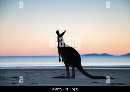 Silhouette of a kangaroo standing up with the colours of dawn behind it. Stock Photo
