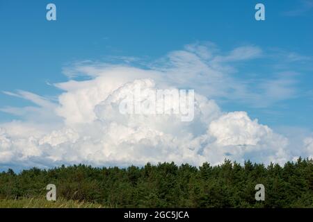 A large low white cloud above pine forest. Minimal landscape Stock Photo