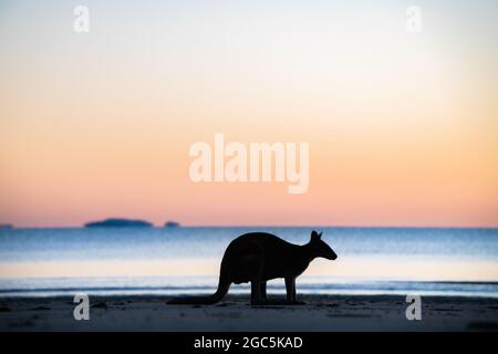 Silhouette of a wallaby crouching down with the colours of dawn behind it Stock Photo