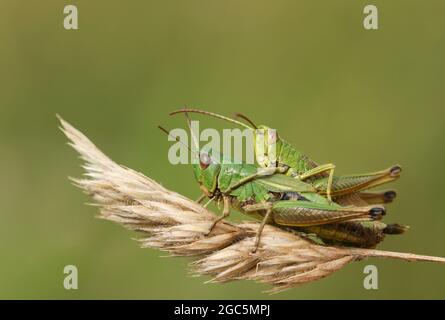 A mating pair of Meadow Grasshoppers, Chorthippus parallelus, perching on grass seeds in a field. Stock Photo