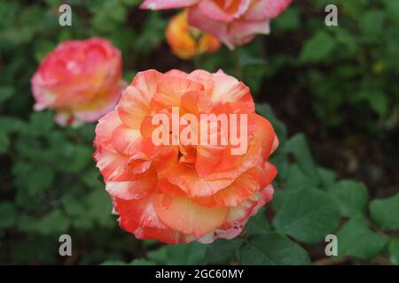 Blooming Yellow Coral Striped Roses Stock Photo