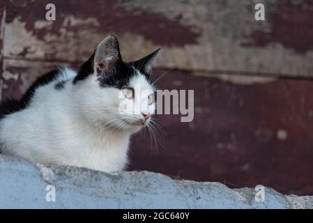 The cat is sitting on the wall. A black and white leprechaun observes the surroundings. Stock Photo