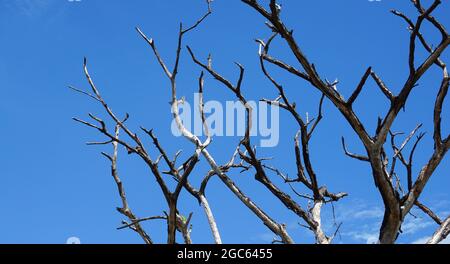 dry branches on the sky background Stock Photo