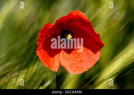 COMMON POPPY, UK. Stock Photo