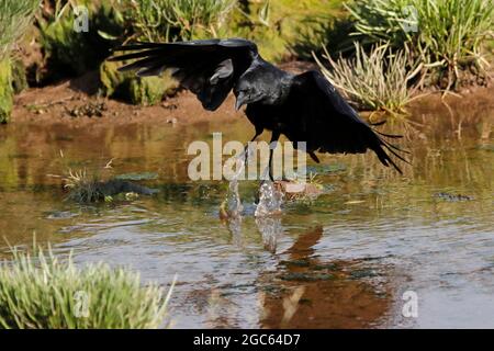 CARRION CROW (Corvus corone) launching into flight, UK. Stock Photo