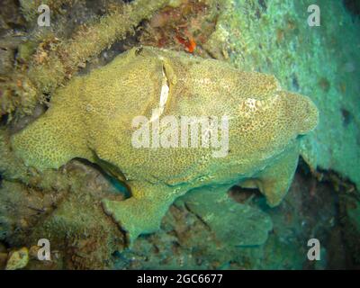 Frogfish (Antennarius Pictus) swims in the filipino sea 5.11.2012 Stock Photo