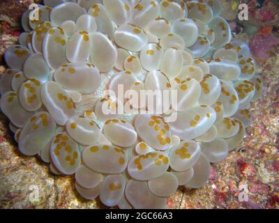 Bubble Coral (Plerogyra Sinuosa) on the ground in the filipino sea 15.11.2012 Stock Photo