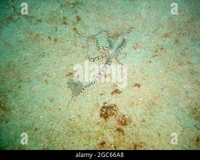 Mimic Octopus (Thaumoctopus Mimicus) on the ground in the filipino sea 7.12.2012 Stock Photo